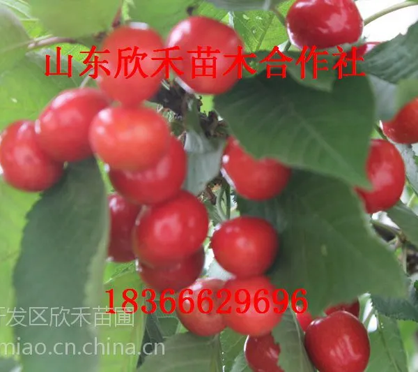 ����ӣ������ ӣ����۸� ӣ��С��