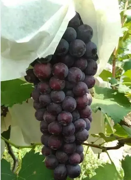 陕西户太8号葡萄基地,要量大价格可优惠!