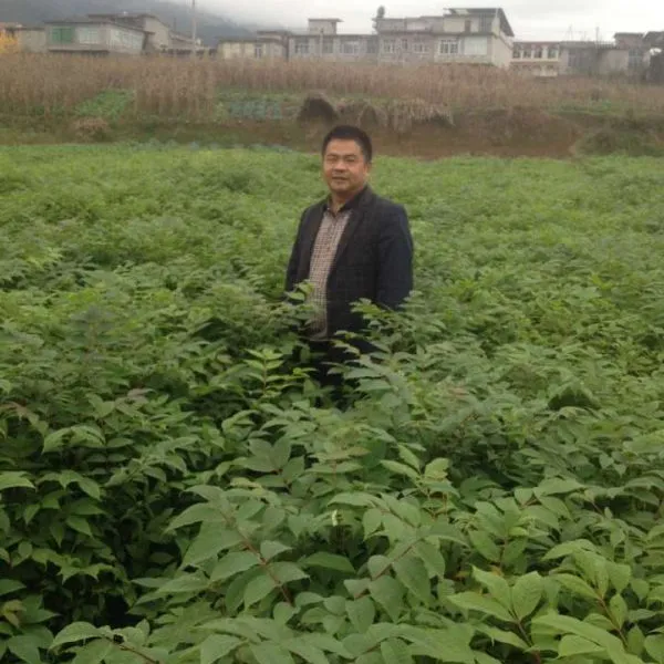供应一年生黄柏苗(30-100公分黄柏),报价/价格优惠