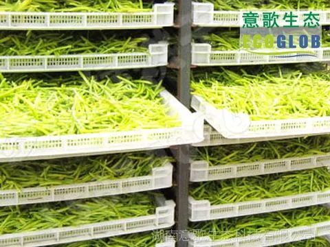 黄花菜烘干机,湖南黄花菜专用烘干机