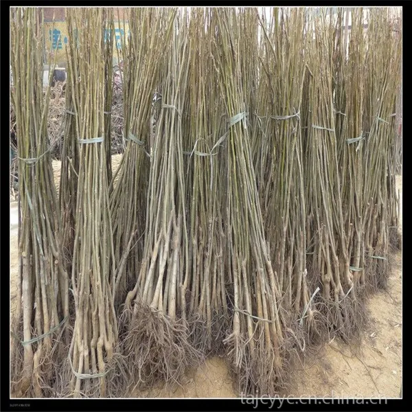 基地供应香玲核桃苗 高度1米粗度1公分 品牌嫁接香玲核桃苗