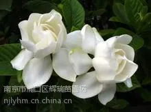 供应栀子花价格栀子树价格信息