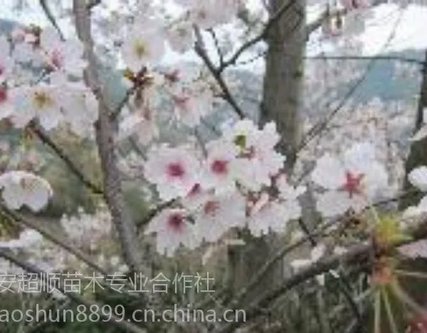 花枝繁茂,花开满树,花大艳丽——早樱