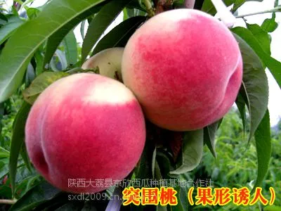 供应突围桃/颜色全红,脆甜可口,极耐运输