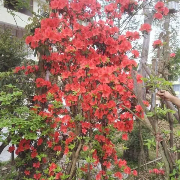 湖北星斗山高山杜鹃花/杜鹃/毛杜鹃利川信都苗木专业合作社/康健13277529460