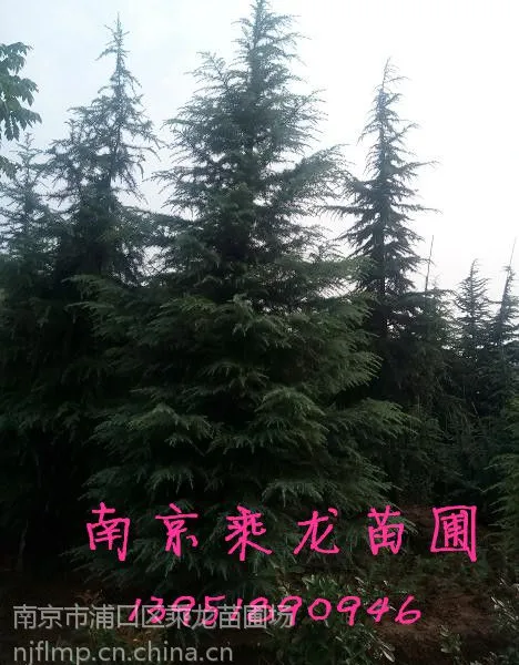雪松直销6米雪松7米雪松8米雪松9米雪松价格