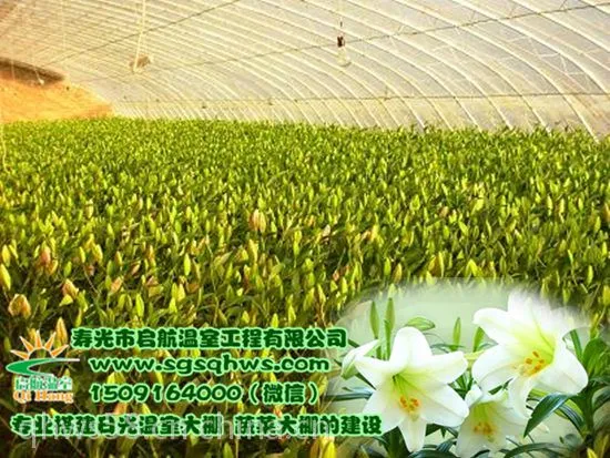 寿光市启航温室 温室建设 全钢架花梁温室大棚