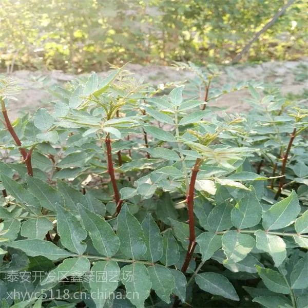 出售花椒苗 品种纯正的大红袍花椒苗 山东花椒苗价格