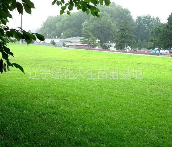 ��Ӧ������ƺ ������ƺ ١������ƺ ������ѡ��