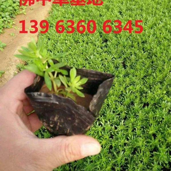 大红矮牵牛种植基地|安徽大红矮牵牛市场***格