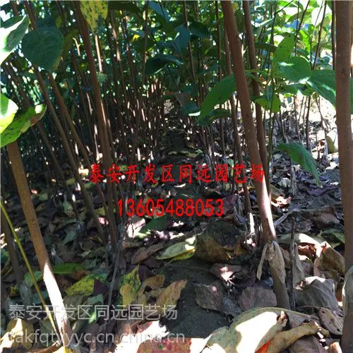 甜柿树苗 甜柿树苗多少钱一棵