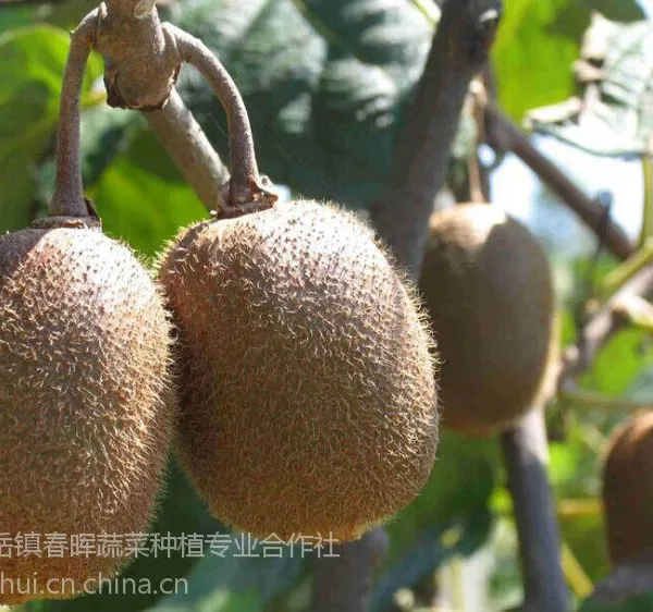 徐香猕猴桃苗 绿心猕猴桃苗 徐香猕猴桃种苗