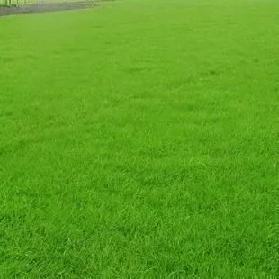 ��Ӧ������ƺ���� ��ѿѸ�� ���뽨ֲ�ٶȿ�