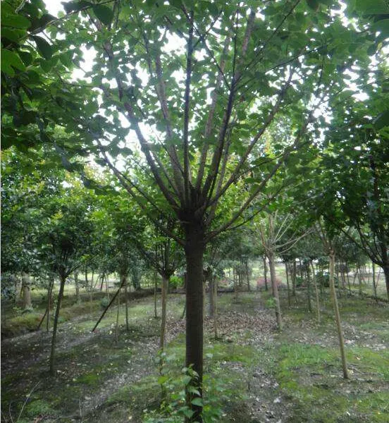 成都樱花基地 精品樱花低价出售 一手货源 自己苗圃货郫县温江基地