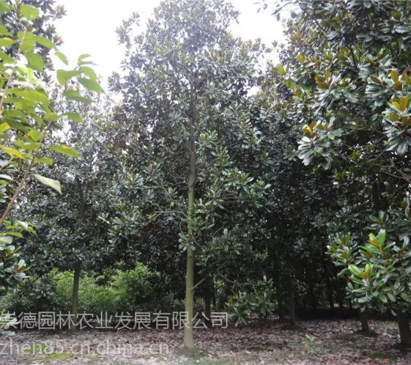 四川崇德园林广玉兰基地 优质精品广玉兰 批发价出售 郫县基地