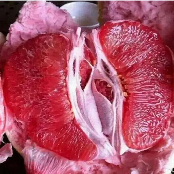 平和三红蜜柚苗哪家好?平和正达蜜柚苗场