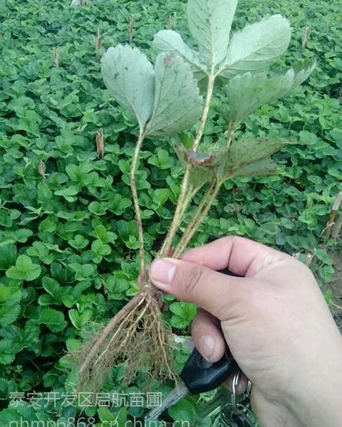 湖北低价脱毒草莓苗,湖南草莓苗2015年格,天津草莓苗批发中心价格