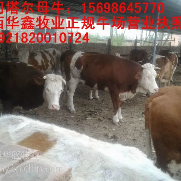 西门塔尔牛市场报价 品种纯价格优