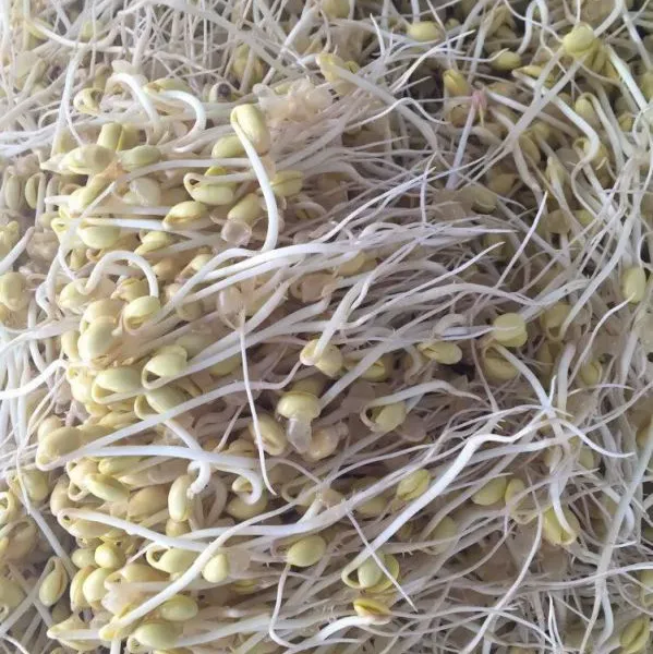 大型豆芽机在哪买/全自动豆芽机 西安豆芽机