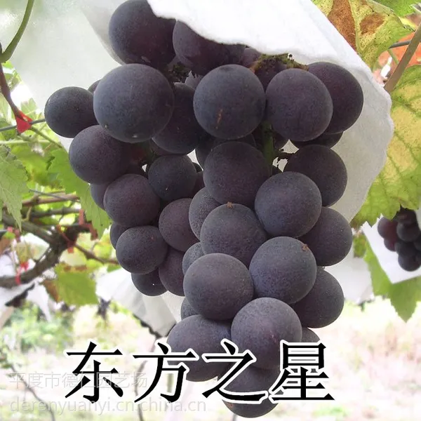 山东大泽山 嫁接扦插 东方之星葡萄苗 南北方种植树苗 中熟高产