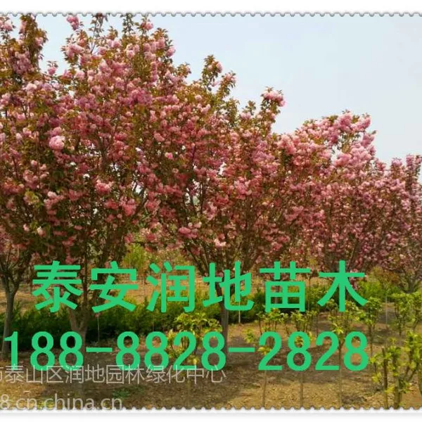 山东9公分樱花树价格