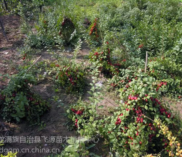 出售欧李种苗(钙果)抗寒、耐旱、耐瘠薄、耐盐碱