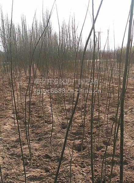 供应地径2公分国槐价格,国槐小苗批发