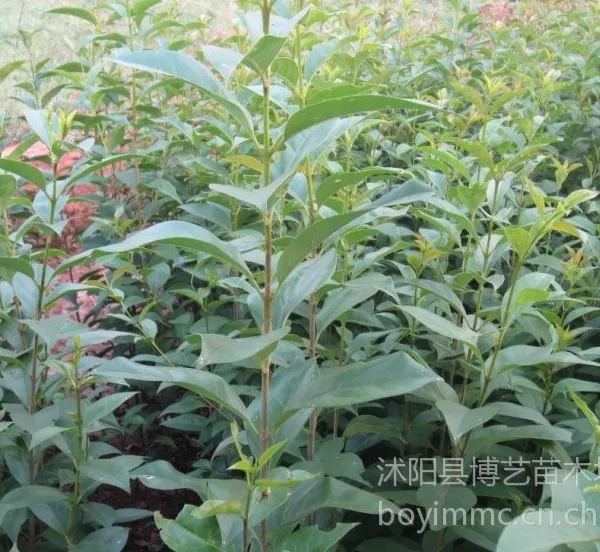 供应乔木行道树四季常青大叶女贞树苗冬天不落叶树苗