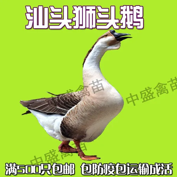 鹅孵化场纯种广东汕头澄海狮头鹅苗;高成活率出壳狮头鹅苗价格满100包邮统货包防疫