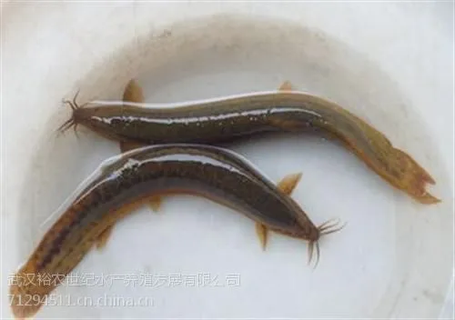 泥鳅种苗,泥鳅种苗养殖,武汉裕农
