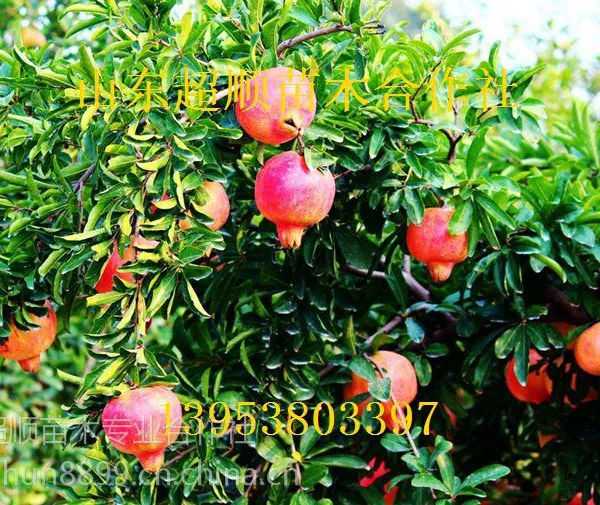 �߳ɻ���ͻ��˹ʯ������ ������Ӧ Ʒ��***��ʯ������