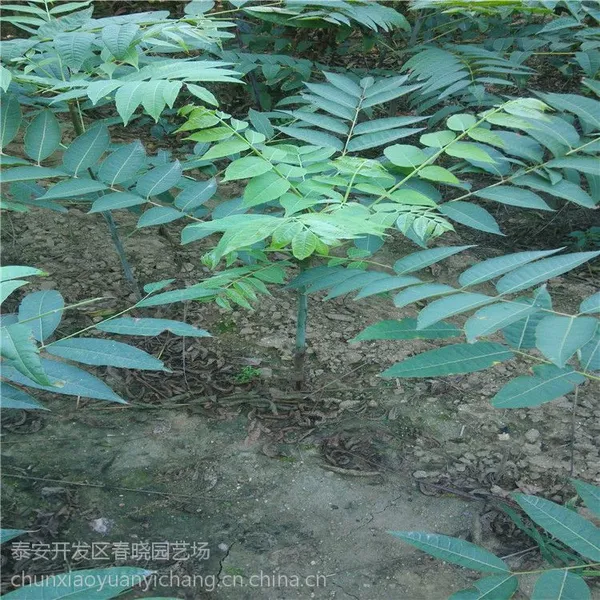 山东泰安香椿苗,泰安红油香椿苗,大棚专用1公分红油香椿苗
