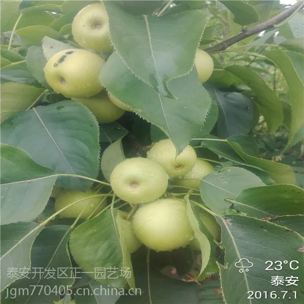 基地供应晚熟梨树苗 晚秋黄梨树苗价格 1.5米高1公分粗嫁接成苗 矮化高产品种 正一园艺场