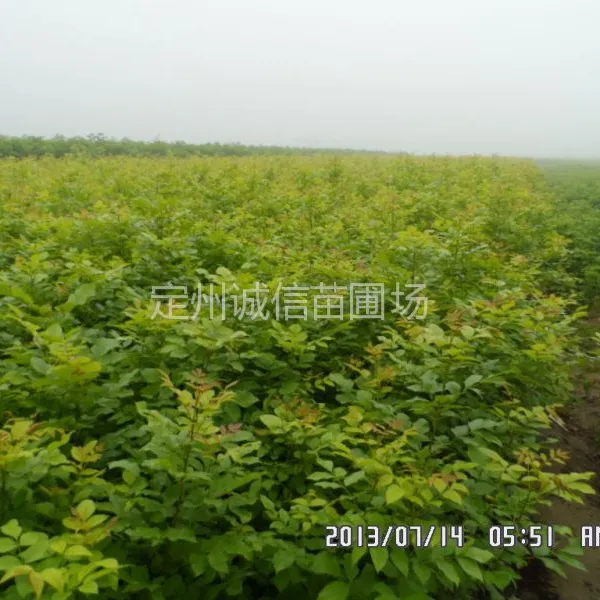 供应河北金叶白蜡金叶白蜡出售金叶白蜡价格
