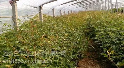 低价供应大量的蔷薇--潍坊鲁蕾园艺