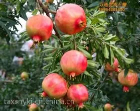 ��ɭũҵ�Ƽ�ʯ����Ʒ�� ������ʯ����۸�