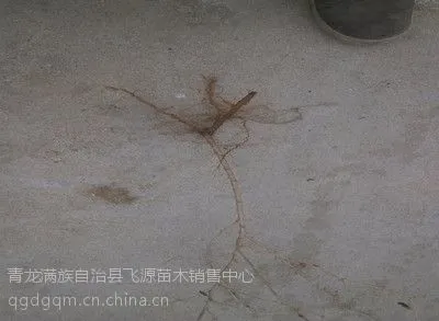 出售\'嫁接枸杞苗 \'供应枸杞苗嫁接“