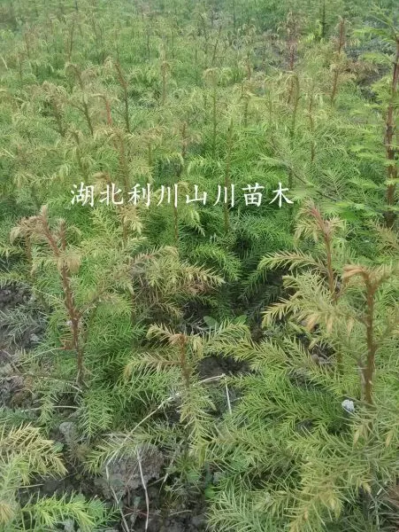 供应柳杉树苗、一至两年苗、株高20-50cm、地径0.2-0.6、