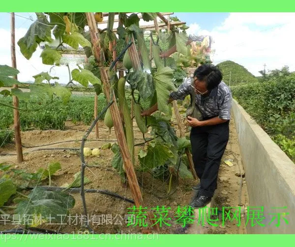 河北钢塑格栅生产厂家园艺绿化植物攀爬网网孔17*17植物支架网