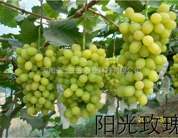 脱毒阳光玫瑰葡萄苗阳光玫瑰葡萄苗夏音马斯卡特葡萄苗耀眼玫瑰葡萄苗