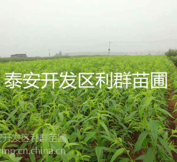 供应桃树嫁接苗 桃树嫁接苗价格 桃苗嫁接苗 嫁接桃树 嫁接桃苗 嫁接桃树苗 山东桃苗基地