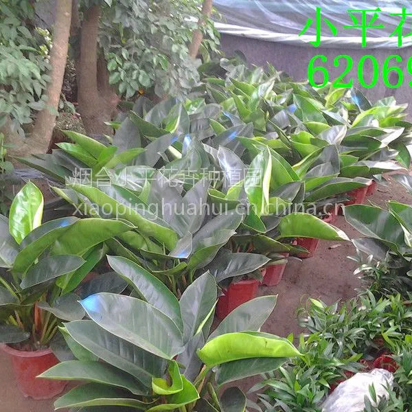 烟台花卉绿植租赁|花卉绿植租摆|烟台绿植花卉