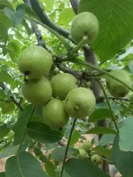 核桃苗地一核桃树苗速生早结果核桃树苗
