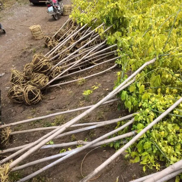 金叶复叶槭价格/出售金叶复叶槭3-8公分大量/富杰苗圃