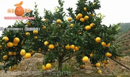 台湾葡萄柚苗批发(一年苗50CM)