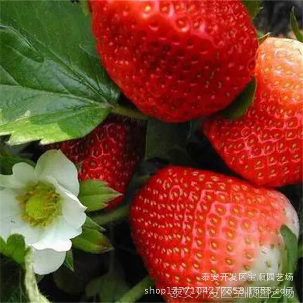 买草莓苗去泰安开发区宝顺园艺场 质量优价格低 欢迎订购