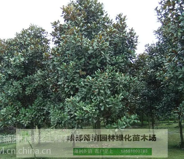 成都广玉兰苗圃基地价格