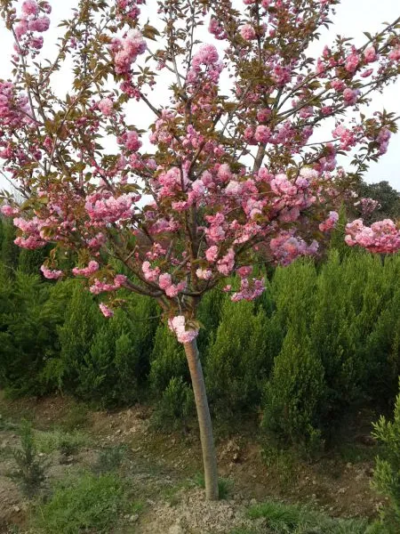 常年供应樱花小苗晚樱小苗哪里的樱花潢川县樱花产地供应樱花规格齐全包上车包成活