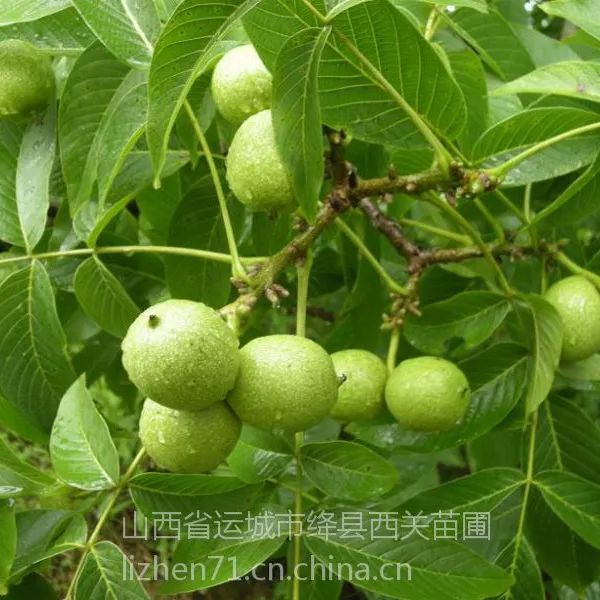 核桃苗哪里有山西晋鑫苗木核桃苗基地出售8518,薄壳香,香玲辽核系列