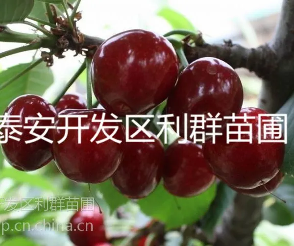供应黑珍珠樱桃苗 黑珍珠樱桃树苗 黑珍珠樱桃树树苗 黑珍珠樱桃树